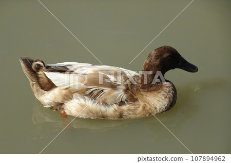 An Australian Wood Duck 107894962