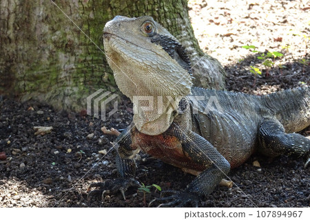 Close up portrait of an Eastern Water Dragon, Close up portrait of an Eastern Water Dragon, 107894967