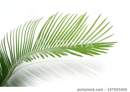 Cycad leaves with white background Cycad leaves with white background 107895009
