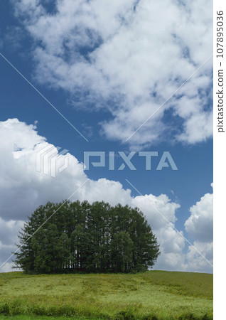 "Mild Seven Hill" in Biei, Hokkaido 107895036