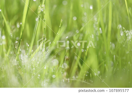 雨後閃閃發光的草覆蓋水滴 107895577
