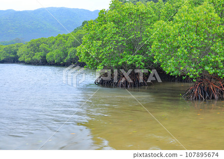 Ishigaki Island Fukidori River Mangrove District Landscape Ishigaki Island Fukidori River Mangrove District Landscape 107895674