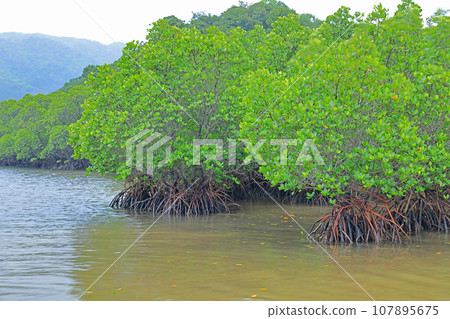Ishigaki Island Fukidori River Mangrove District Landscape Ishigaki Island Fukidori River Mangrove District Landscape 107895675