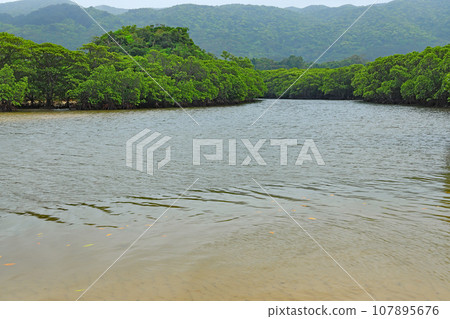 Ishigaki Island Fukidori River Mangrove District Landscape Ishigaki Island Fukidori River Mangrove District Landscape 107895676