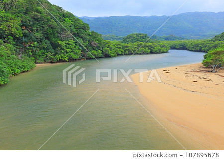 Ishigaki Island Fukidori River Mangrove District Landscape 107895678