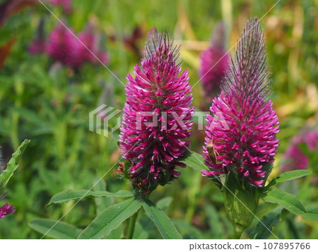 lavender 107895766
