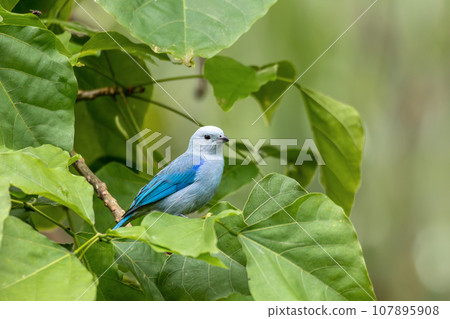 Blue-gray tanager, Thraupis episcopus, La Fortuna Volcano Arenal, Costa Rica wildlife 107895908