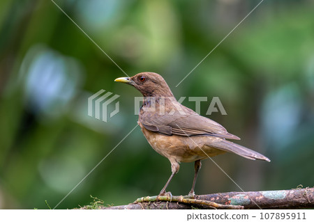 Bird Clay-colored Thrush, Turdus grayi. La Fortuna, Volcano Arenal, Costa Rica Wildlife Bird Clay-colored Thrush, Turdus grayi. La Fortuna, Volcano Arenal, Costa Rica Wildlife 107895911