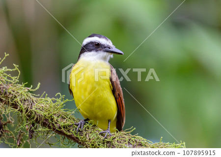Great kiskadee, Pitangus sulphuratus, La Fortuna, Volcano Arenal, Costa Rica Wildlife Great kiskadee, Pitangus sulphuratus, La Fortuna, Volcano Arenal, Costa Rica Wildlife 107895915
