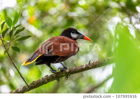 Montezuma Oropendola - Psarocolius montezuma, La Fortuna, Volcano Arenal, Costa Rica Wildlife Montezuma Oropendola - Psarocolius montezuma, La Fortuna, Volcano Arenal, Costa Rica Wildlife 107895916