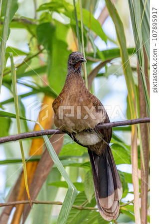 Bird Grey-headed chachalaca (Ortalis cinereiceps). La Fortuna, Volcano Arenal, Costa Rica Wildlife Bird Grey-headed chachalaca (Ortalis cinereiceps). La Fortuna, Volcano Arenal, Costa Rica Wildlife 107895917
