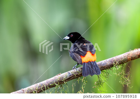 Scarlet-rumped tanager tanager, Ramphocelus passerinii. La Fortuna, Volcano Arenal, Costa Rica Wildlife Scarlet-rumped tanager tanager, Ramphocelus passerinii. La Fortuna, Volcano Arenal, Costa Rica Wildlife 107895918