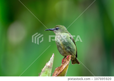 Red-legged honeycreeper female, La Fortuna, Volcano Arenal, Costa Rica Wildlife 107895920