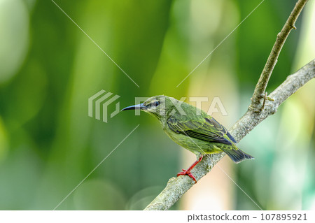 Red-legged honeycreeper female, La Fortuna, Volcano Arenal, Costa Rica Wildlife 107895921