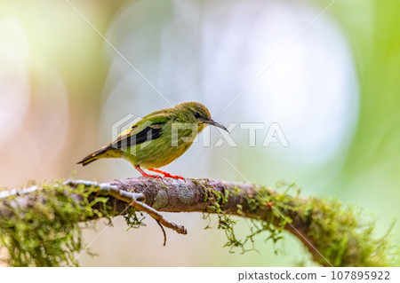 Red-legged honeycreeper female, La Fortuna, Volcano Arenal, Costa Rica Wildlife 107895922
