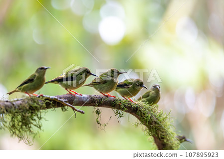 Red-legged honeycreeper female, La Fortuna, Volcano Arenal, Costa Rica Wildlife 107895923