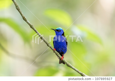 Red-legged honeycreeper male, Cyanerpes cyaneus, La Fortuna, Volcano Arenal, Costa Rica Wildlife 107895927