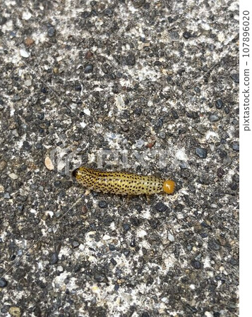 Rurichurange Caterpillar 107896020