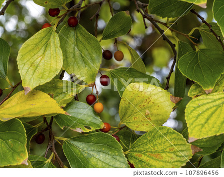 hackberry tree with fruit 107896456