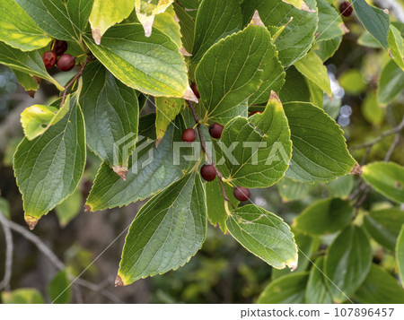 樸樹與果實 107896457