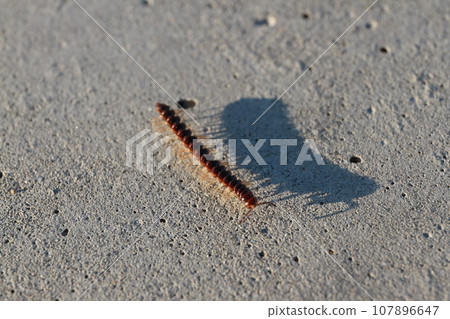 Millipede family 107896647