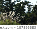 Susuki swaying in the wind 107896683