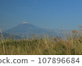 Field of pampas grass and snow-capped Mt. Fuji in autumn 107896684