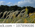 Pampas grass swaying in the autumn sky 107896686