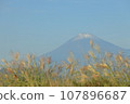 Snow-capped Mt. Fuji and pampas grass against the blue autumn sky 107896687