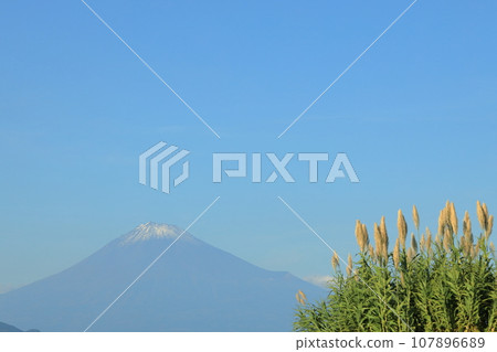 Pampas grass that shines against Mt. Fuji and the blue sky 107896689