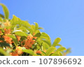 Osmanthus flowers shining in the blue sky 107896692