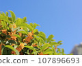 Osmanthus flowers shining in the blue sky 107896693