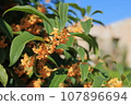 Osmanthus flower 107896694