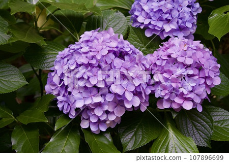 purple hydrangea in early summer 107896699
