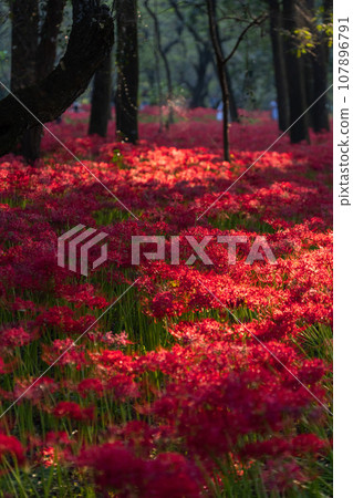 [埼玉縣]金澤田萬壽坂公園的黃昏，紅蜘蛛百合為秋天增添色彩 107896791