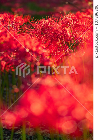 [埼玉縣]金澤田萬壽坂公園的黃昏，紅蜘蛛百合為秋天增添色彩 107896806
