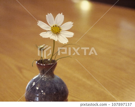 Cosmos in a vase 107897137