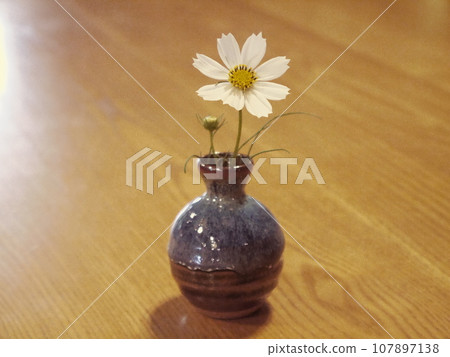 Cosmos in a vase Cosmos in a vase 107897138