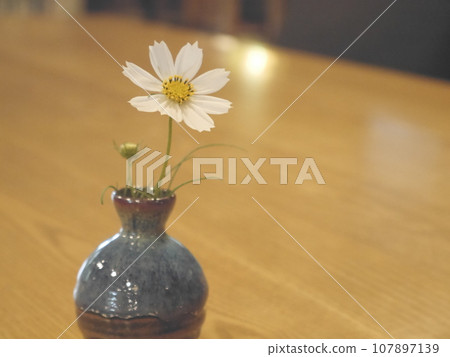 Cosmos in a vase Cosmos in a vase 107897139