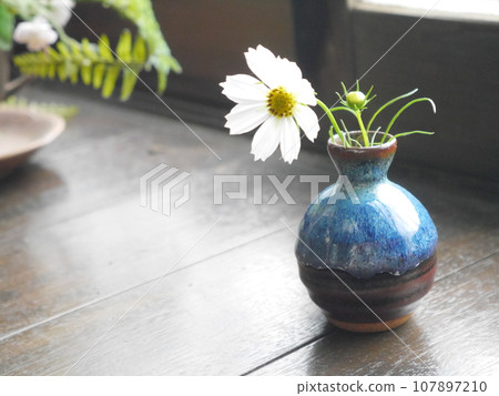 Cosmos in a vase Cosmos in a vase 107897210