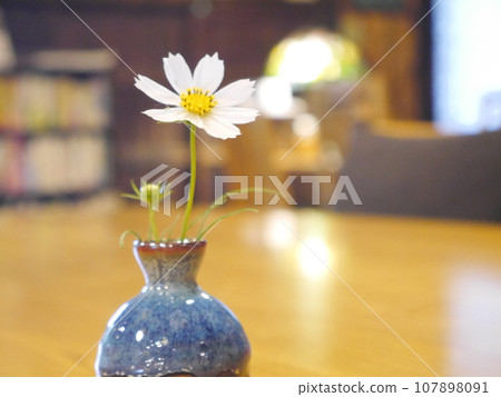 Single flower vase cosmos 107898091