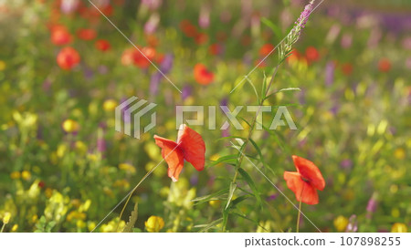 A vibrant field filled with colorful flowers 107898255