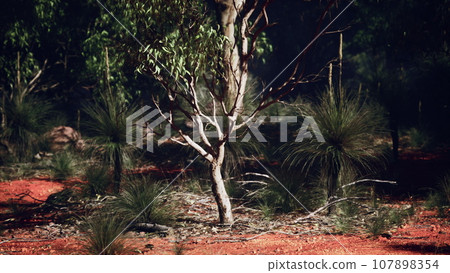 A solitary tree standing tall in the midst of a dense forest 107898354