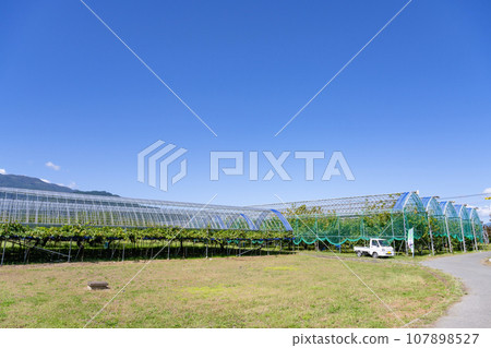 Scenery with a grape farm in Minami Alps City, Yamanashi Prefecture Scenery with a grape farm in Minami Alps City, Yamanashi Prefecture 107898527