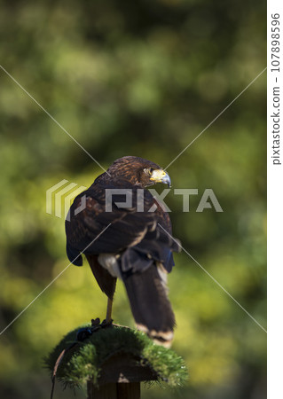 Harris's Hawk bird of prey perching on stand Harris's Hawk bird of prey perching on stand 107898596