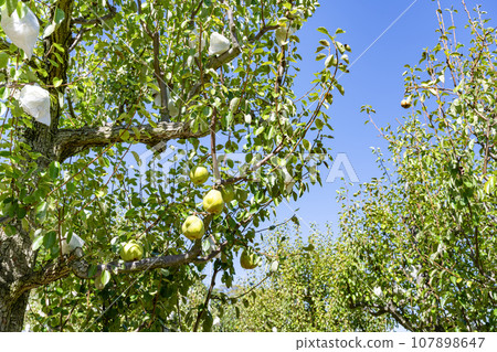 山梨縣梨園 山梨縣梨園 107898647