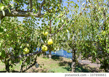 Yamanashi Prefecture Pear Farm Yamanashi Prefecture Pear Farm 107898661