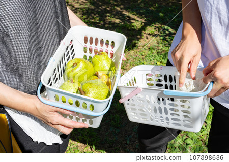 Yamanashi Prefecture pear harvest pear picking 107898686
