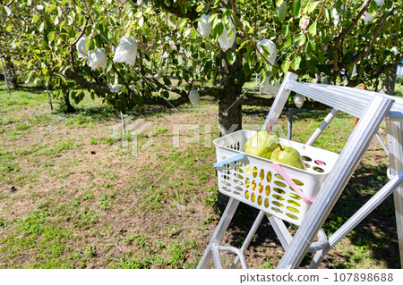 Yamanashi Prefecture pear harvest pear picking Yamanashi Prefecture pear harvest pear picking 107898688
