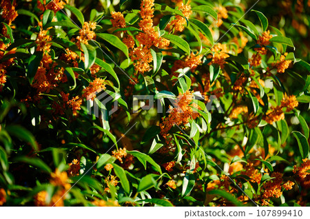 金木生之花 107899410